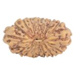 16 Mukhi Rudraksha 14.2mm 0.39gm - Rudraksha
