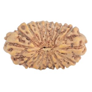 16 Mukhi Rudraksha 14.2mm 0.39gm - Rudraksha