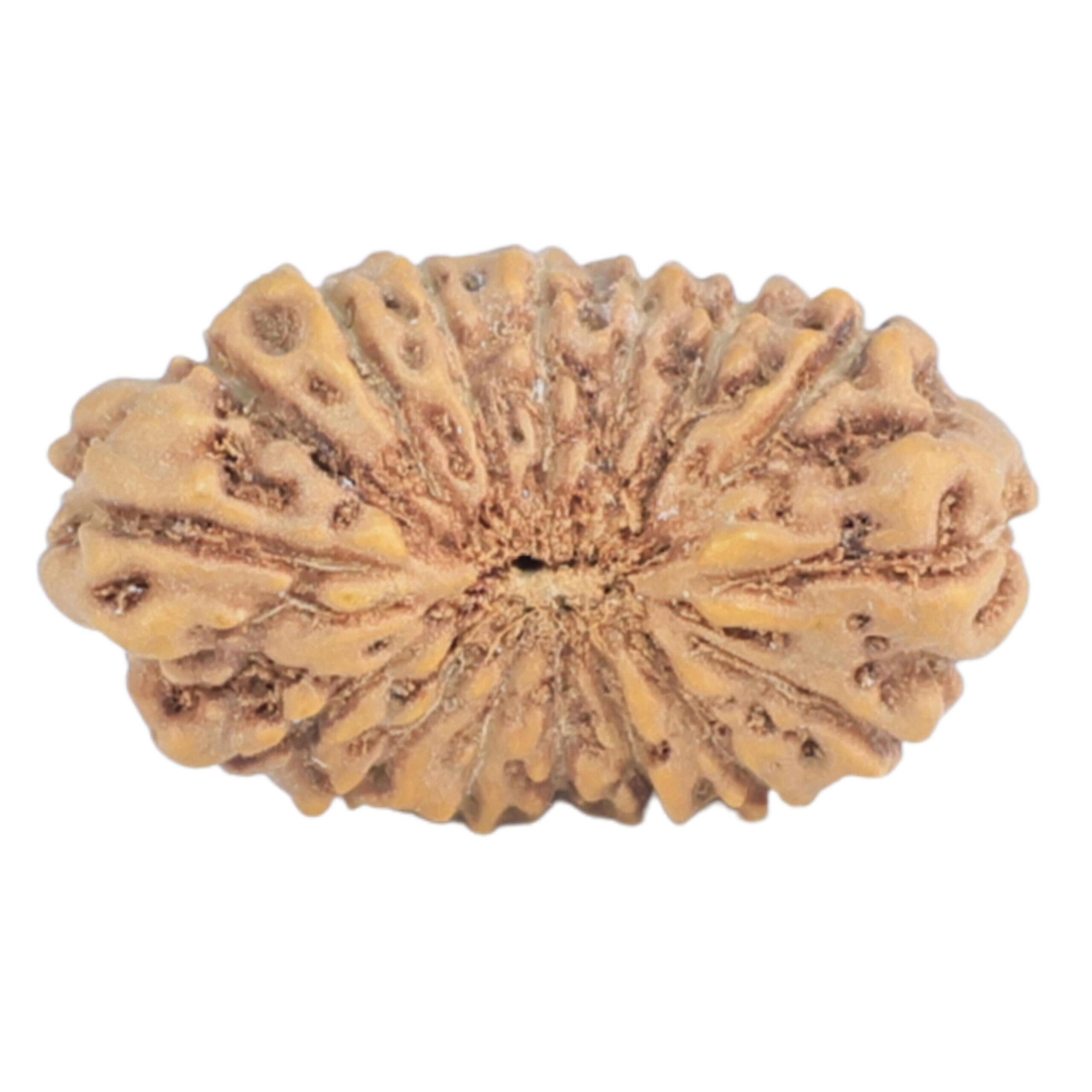 16 Mukhi Rudraksha 14.2mm 0.39gm - Rudraksha