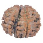 Sawar/Ganesh (5+1) 20.2mm 2.34gm - Rudraksha