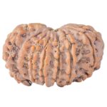 Sawar/Ganesh (14+1) 25.6mm 4.59gm - Rudraksha