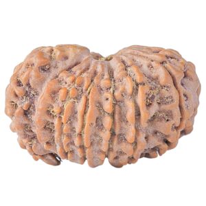Sawar/Ganesh (14+1) 25.6mm 4.59gm - Rudraksha