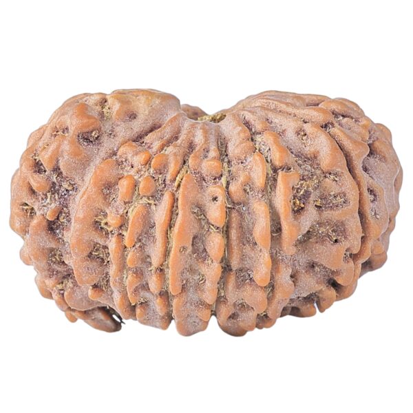 Sawar/Ganesh (14+1) 25.6mm 4.59gm - Rudraksha