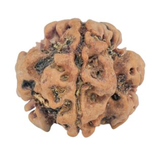 1MK(Underdeveloped) 23.2mm 4.18gm - Rudraksha