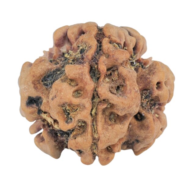 1MK(Underdeveloped) 23.2mm 4.18gm - Rudraksha