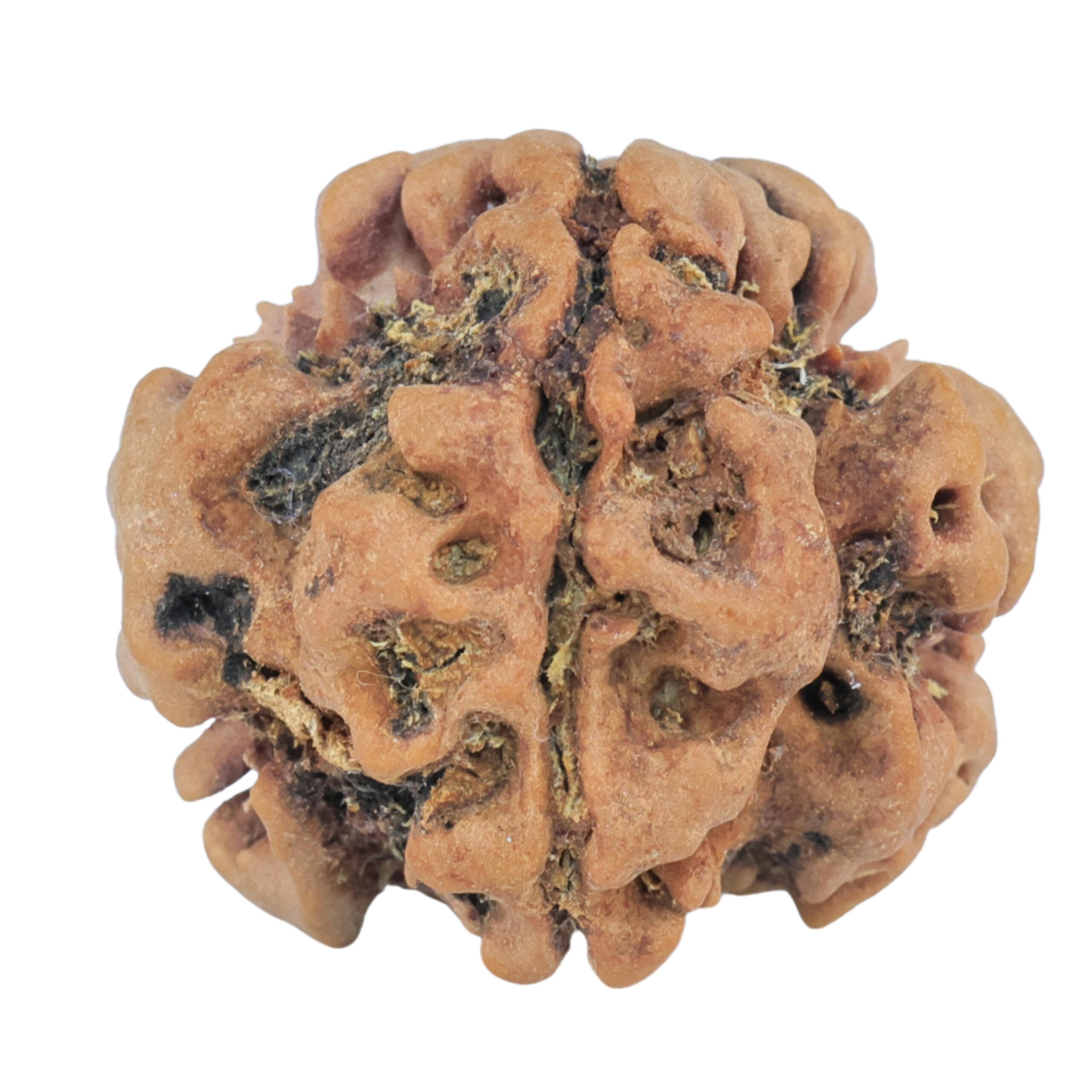 1MK(Underdeveloped) 23.2mm 4.18gm - Rudraksha