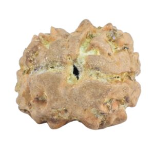 2 Mukhi Rudraksha 18.6mm 1.99gm - Rudraksha