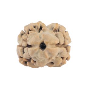 2 Mukhi Rudraksha 19.5mm 1.45gm - Rudraksha