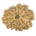 12 Mukhi Rudraksha 22.6mm 2.7gm - Rudraksha