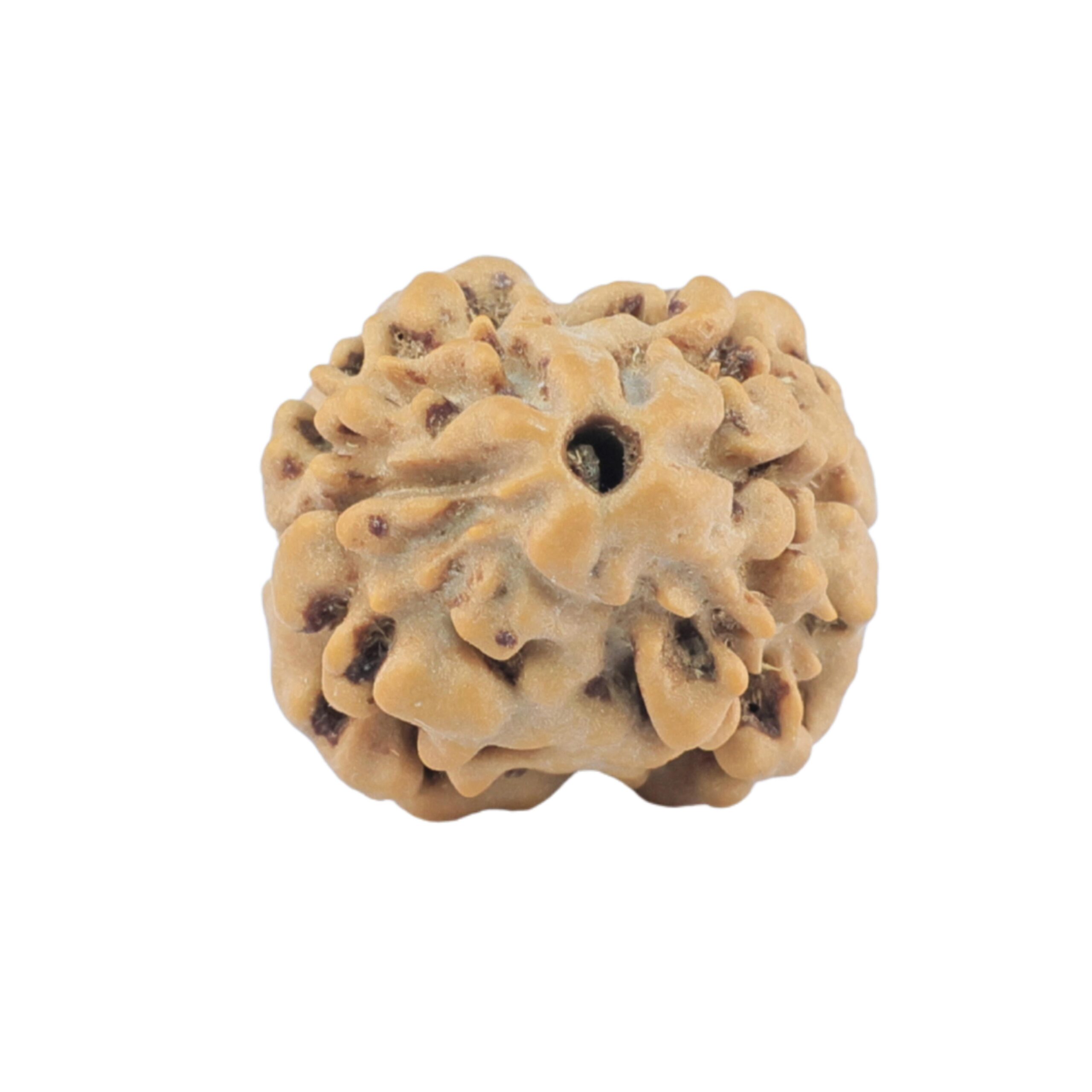 2 Mukhi Rudraksha 17.4mm 1.38gm - Rudraksha