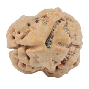 2 Mukhi Rudraksha 22.8mm 2.62gm - Rudraksha