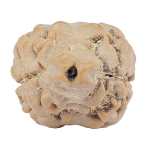 2 Mukhi Rudraksha 23.7mm 1.73gm - Rudraksha