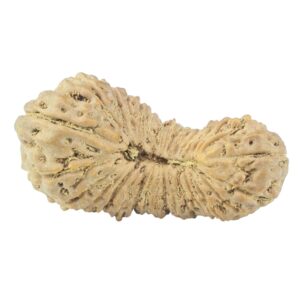 31 Mukhi Rudraksha 25.8mm 1.85gm - Rudraksha