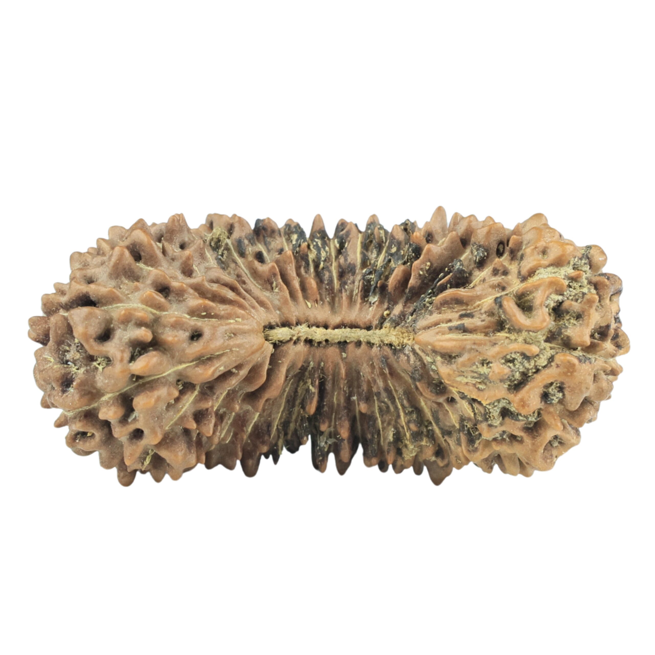 33 Mukhi Rudraksha 31.6mm 3.07gm - Rudraksha