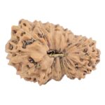 18 Mukhi Rudraksha 21mm 1.52gm - Rudraksha