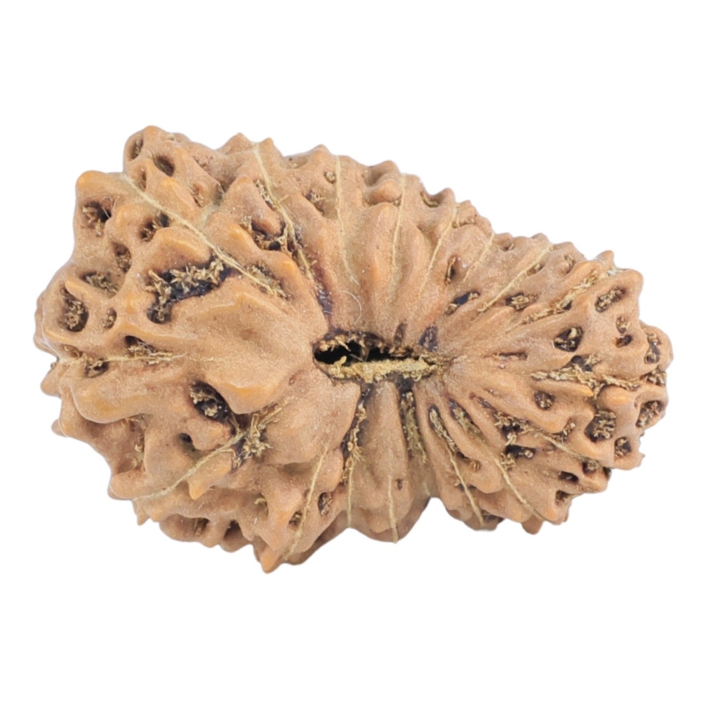 18 Mukhi Rudraksha 21mm 1.52gm - Rudraksha