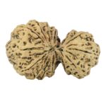 14 Mukhi Garbh Gauri 44.8mm 10.75gm - Rudraksha