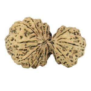 14 Mukhi Garbh Gauri 44.8mm 10.75gm - Rudraksha