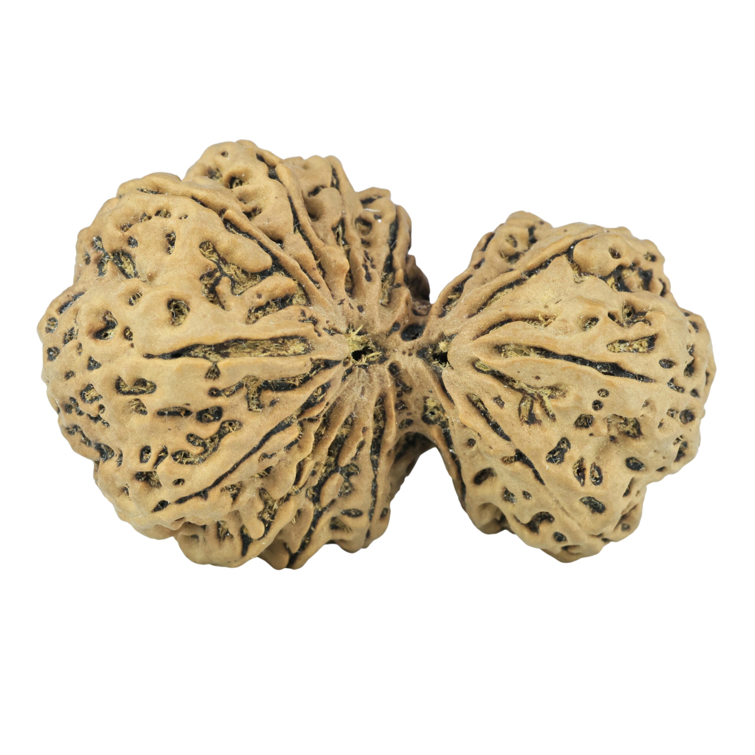 14 Mukhi Garbh Gauri 44.8mm 10.75gm - Rudraksha