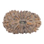 20 Mukhi Rudraksha 20.1mm 1.41gm - Rudraksha