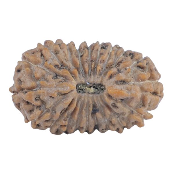 20 Mukhi Rudraksha 20.1mm 1.41gm - Rudraksha
