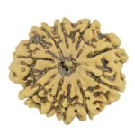 10 Mukhi Rudraksha 27.3mm 4.25gm - Rudraksha