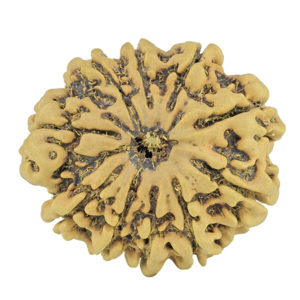 10 Mukhi Rudraksha 27.3mm 4.25gm - Rudraksha