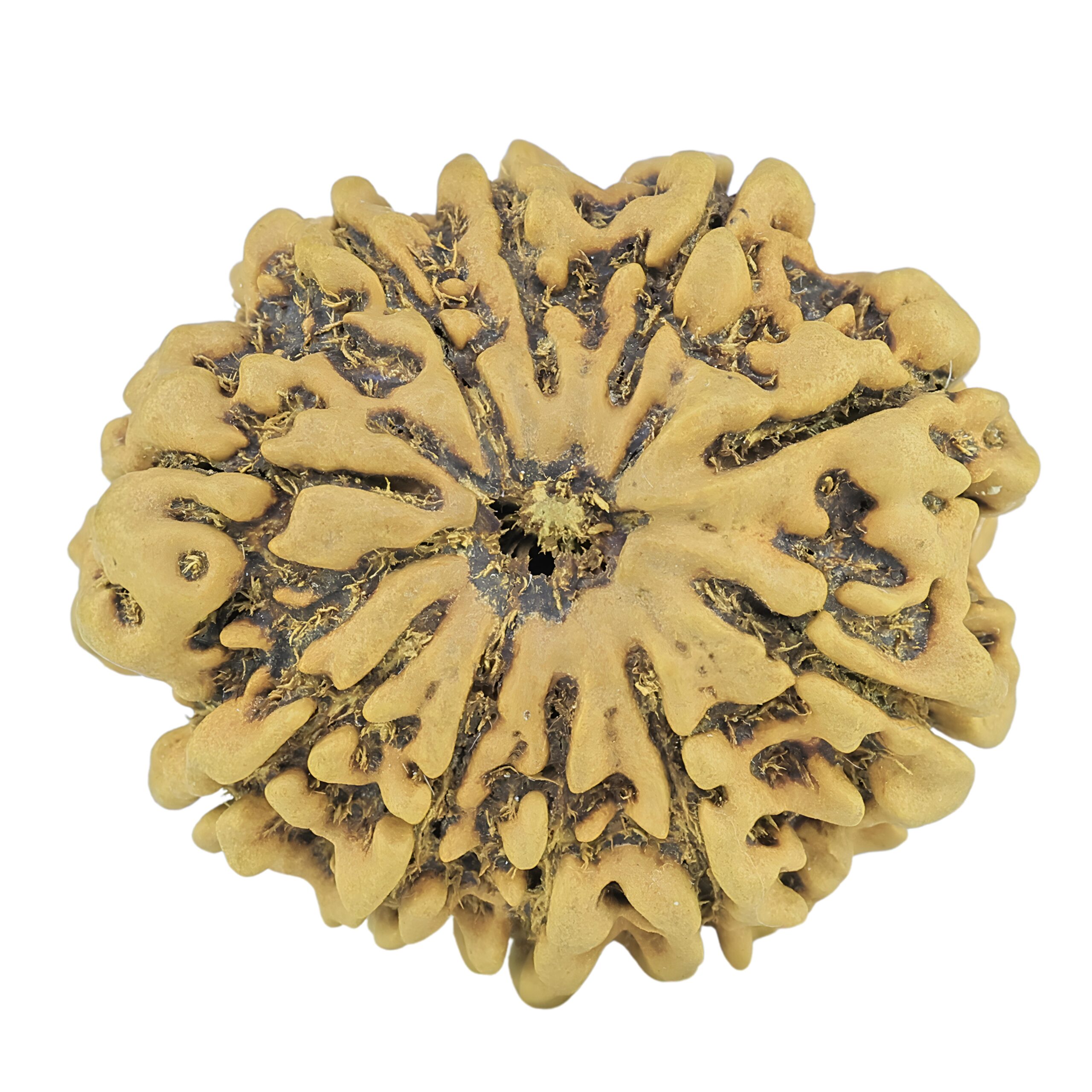 10 Mukhi Rudraksha 27.3mm 4.25gm - Rudraksha