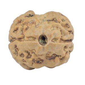 2 Mukhi Rudraksha 18.5mm 2gm - Rudraksha