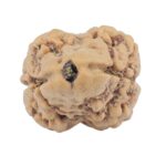 2 Mukhi Rudraksha 24mm 1.9gm - Rudraksha
