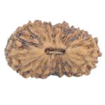 19 Mukhi Rudraksha 13.3mm 0.31gm - Rudraksha