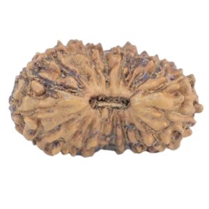 19 Mukhi Rudraksha 13.3mm 0.31gm - Rudraksha