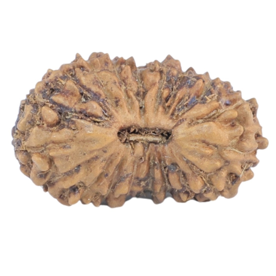 19 Mukhi Rudraksha 13.3mm 0.31gm - Rudraksha