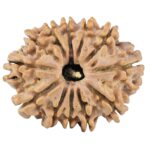 12 Mukhi Rudraksha 26.4mm 3.71gm - Rudraksha