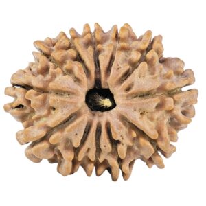 12 Mukhi Rudraksha 26.4mm 3.71gm - Rudraksha