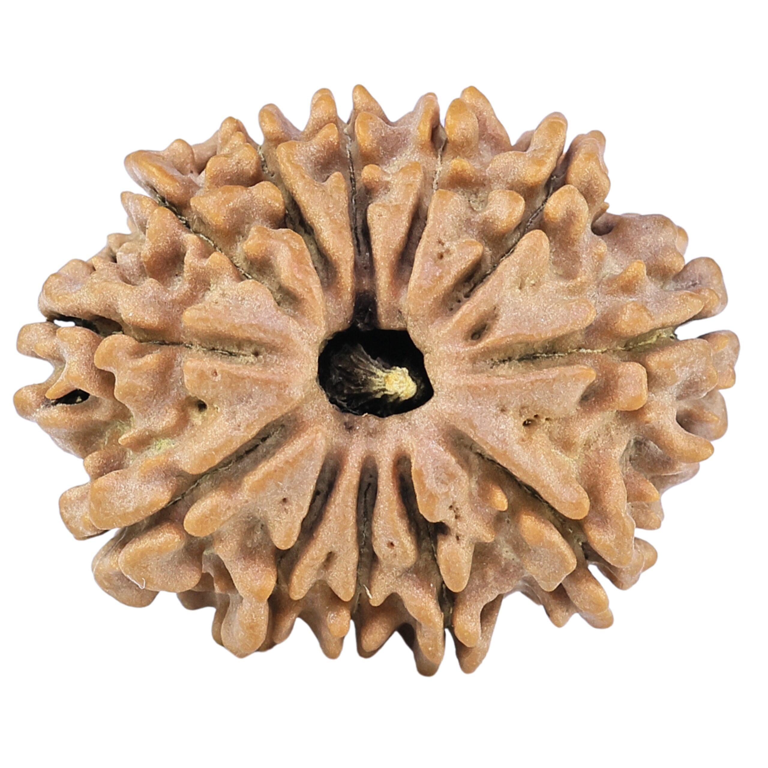 12 Mukhi Rudraksha 26.4mm 3.71gm - Rudraksha