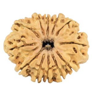 12 Mukhi Rudraksha 26.6mm 2.84gm - Rudraksha