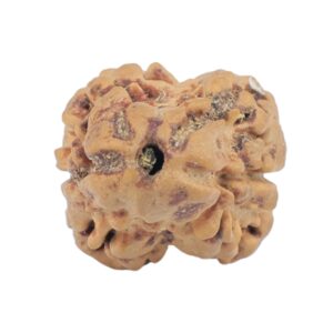 2 Mukhi Rudraksha 24mm 1.86gm - Rudraksha