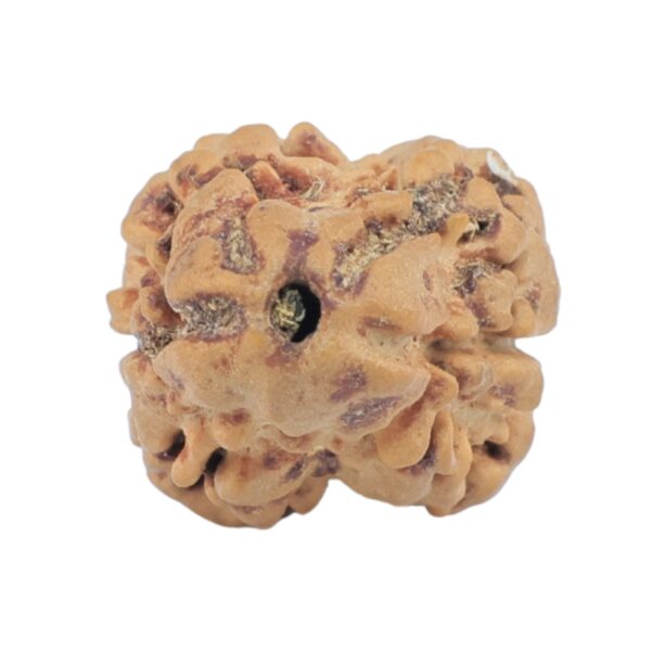 2 Mukhi Rudraksha 24mm 1.86gm - Rudraksha