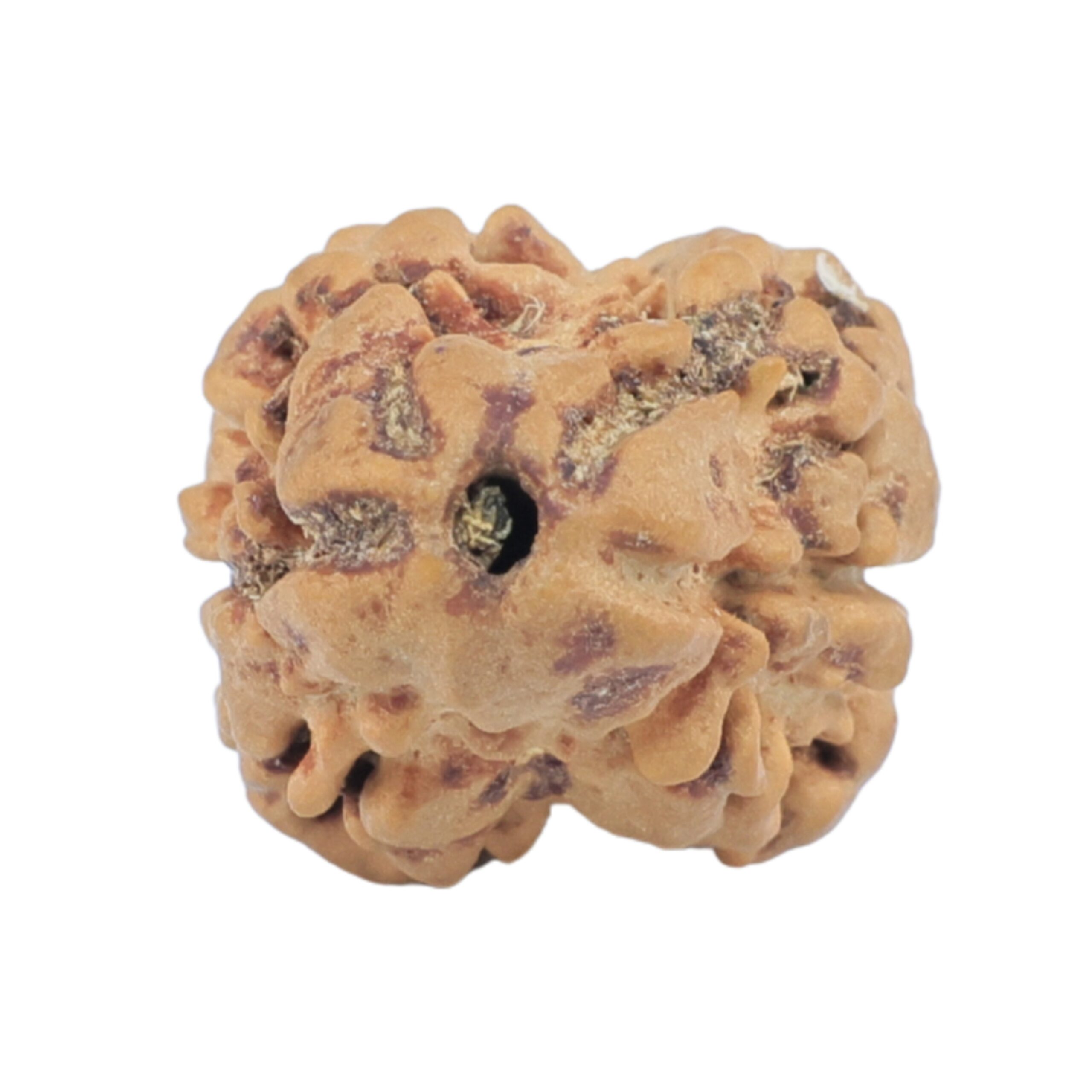 2 Mukhi Rudraksha 24mm 1.86gm - Rudraksha