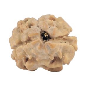 2 Mukhi Rudraksha 18.5mm 1.44gm - Rudraksha