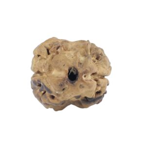 2 Mukhi Rudraksha 21.2mm 0.94gm - Rudraksha
