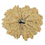12 Mukhi Rudraksha 24.7mm 3.32gm - Rudraksha