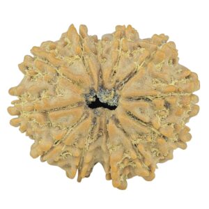 12 Mukhi Rudraksha 24.7mm 3.32gm - Rudraksha