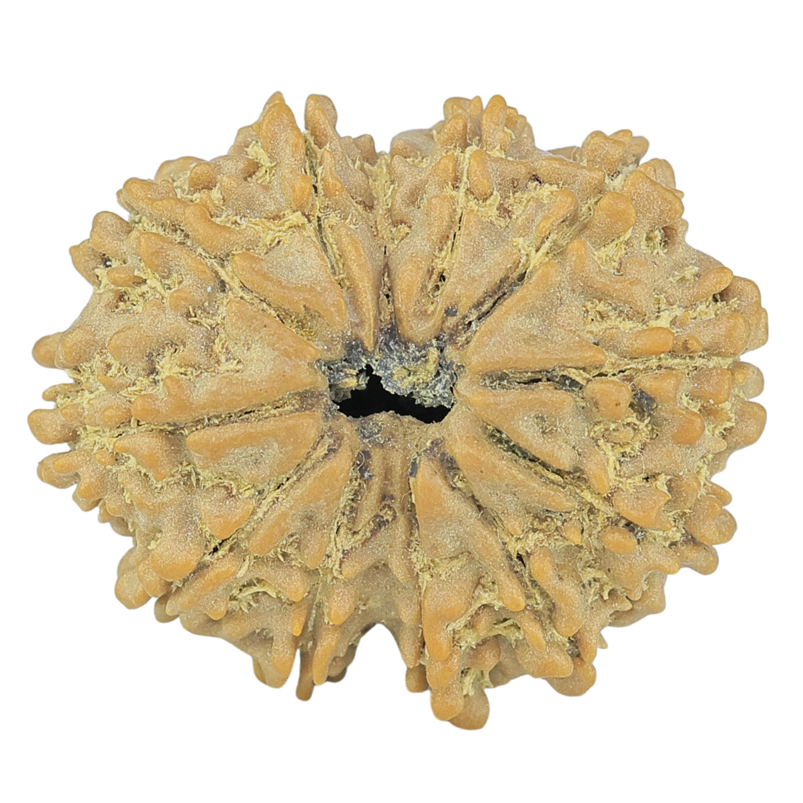 12 Mukhi Rudraksha 24.7mm 3.32gm - Rudraksha