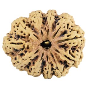 11 Mukhi Rudraksha 37.1mm 7.45gm - Rudraksha