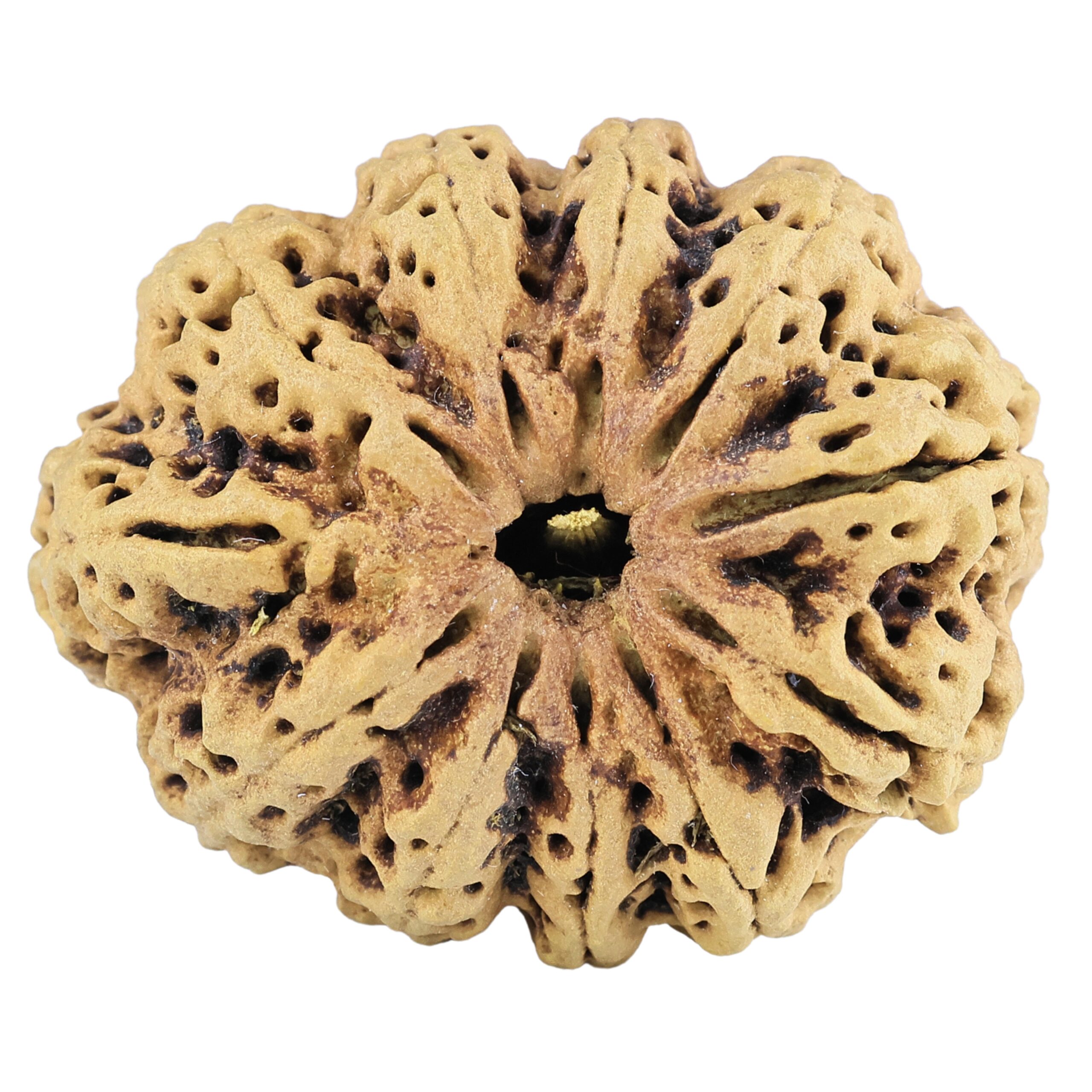 11 Mukhi Rudraksha 37.1mm 7.45gm - Rudraksha