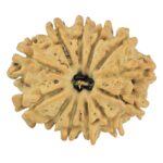 12 Mukhi Rudraksha 22mm 2.3gm - Rudraksha