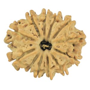 12 Mukhi Rudraksha 22mm 2.3gm - Rudraksha
