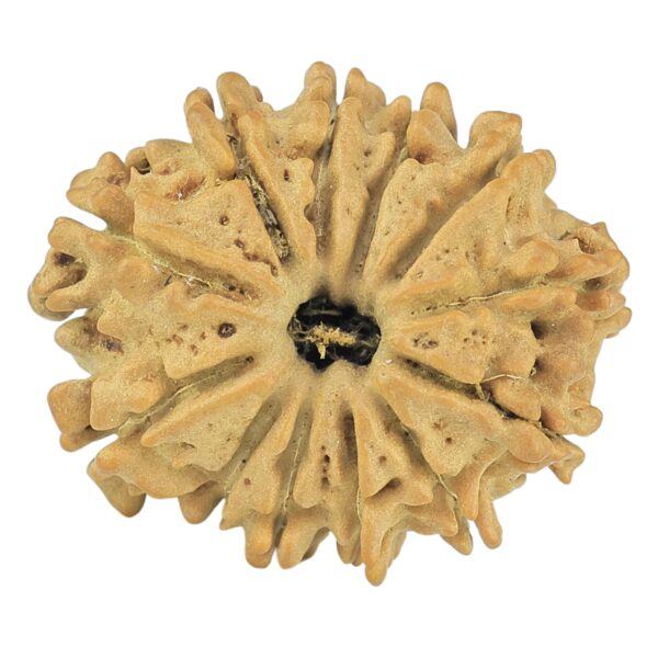 12 Mukhi Rudraksha 22mm 2.3gm - Rudraksha